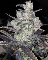 517 Legend Seed Co Funky Mids - foto de 517legendseedco