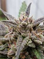 Imagen de 517legendseedco (Kosher Gorilla Funk)