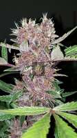 517 Legend Seed Co Purple Rose Bush - foto de 517legendseedco