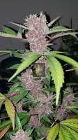 Imagen de 517legendseedco (Purple Rose Bush)