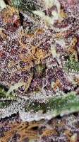 Imagen de 517legendseedco (Purple Rose Bush)