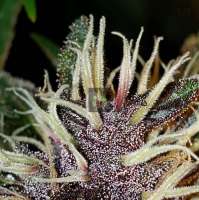 Imagen de 517legendseedco (Purple Rose Bush)