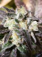 Imagen de 517legendseedco (Willas Agent)