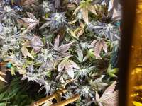 Imagen de 517legendseedco (Willas Agent)