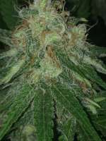 710 Genetics Fools Gold - foto de Prorealz