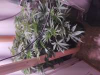 ACE Seeds Auto Zamaldelica - foto de Late70sheadrush