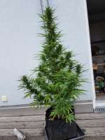 ACE Seeds Auto Zamaldelica - foto de Eckes