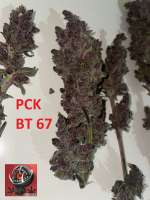 Imagen de Snooky (Pakistan Chitral Kush)