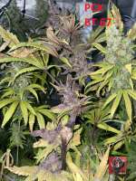 Imagen de Snooky (Pakistan Chitral Kush)