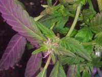 ACE Seeds Thai Stick - foto de Pappasativa42