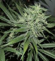 Acumen Genetics Dragons Teeth - foto de GeneYuss