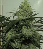 Acumen Genetics Dragons Teeth - foto de GeneYuss