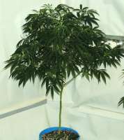 Acumen Genetics FU5O - foto de GeneYuss