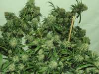 Acumen Genetics Fubar - foto de GeneYuss