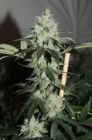 Acumen Genetics The Manna Machine - foto de GeneYuss