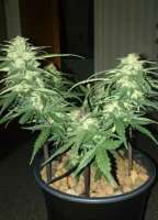 Advanced Seeds Auto Black Diesel - foto de patchwork