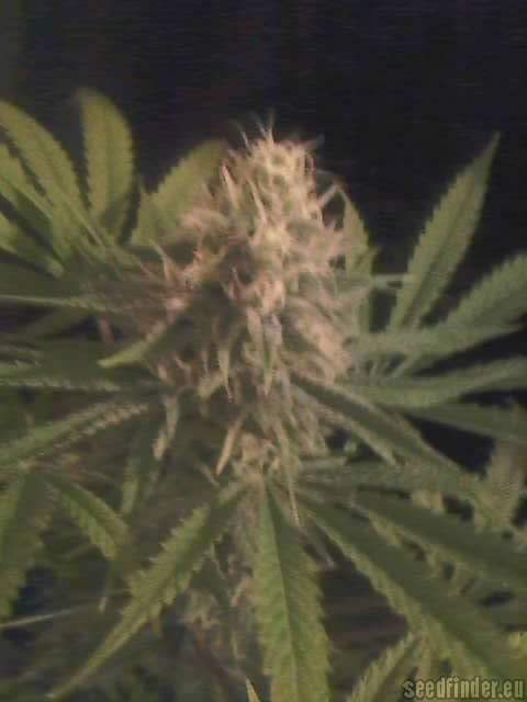 Advanced Seeds Kaya 47