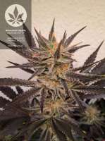 Advanced Seeds OG Kush S.F.V. - foto de pineappleltd