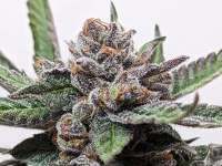 Aficionado Seed Collection Vanilla Berry Pie - foto de LBFarm