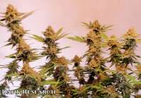 Imagen de DankResearch (Durban Poison)