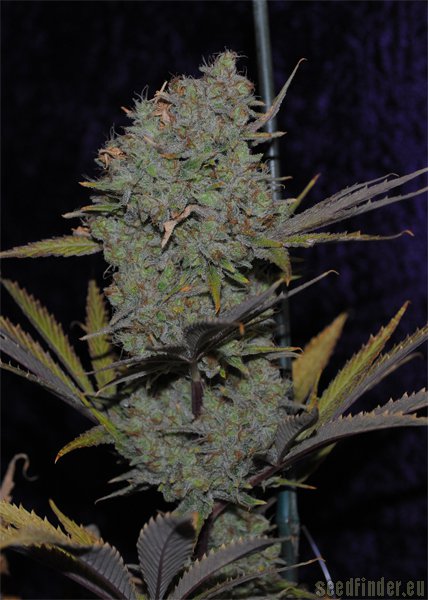 Alphakronik Genes Snowdawg BX