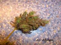 Alpine-Seeds Afghani Landrasse - foto de Stamina