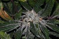 Imagen de alpineseeds1 (DeepChunk S1)