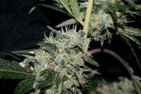 Imagen de alpineseeds1 (Erdbeer x Deep Chunk)