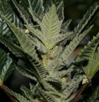 Imagen de admin (Erdbeer x Sweet Pink Grapefruit)