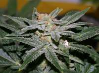 Imagen de admin (Erdbeer x Sweet Pink Grapefruit)