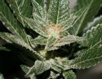 Imagen de admin (Erdbeer x Sweet Pink Grapefruit)