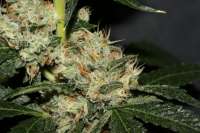 Imagen de AlpineSeeds (OG Kush-LemonLarry)