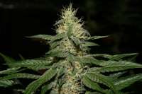 Imagen de AlpineSeeds (OG Kush-LemonLarry)