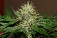 Imagen de AlpineSeeds (OG Kush-LemonLarry)