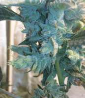 Imagen de Weedlife (OG Kush-LemonLarry)