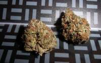 Imagen de tuco2co (OG Kush-LemonLarry IBL)