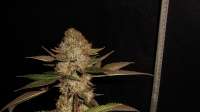 Imagen de tuco2co (OG Kush-LemonLarry IBL)