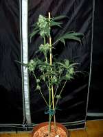 Imagen de Stamina (OG Kush-LemonLarry x ECSD BX1)