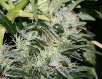 Imagen de alpineseeds1 (OG Kush-LemonLarry x OG Kush SFV BX1)