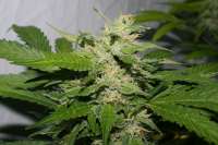 Imagen de alpineseeds1 (SPG Breeding Line 2)