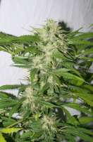 Imagen de alpineseeds1 (SPG Breeding Line 2)