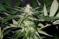 Imagen de AlpineSeeds (Sweet Chunk)