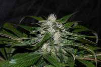 Imagen de AlpineSeeds (Sweet Chunk)