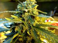 Alpine-Seeds Sweet Chunk S1 - foto de Stamina