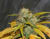 Alpine-Seeds Sweet Pink Grapefruit - foto de alpineseeds1