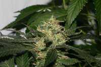 Imagen de AlpineSeeds (Sweet Pink Grapefruit S1)