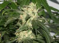 Imagen de AlpineSeeds (Sweet Pink Grapefruit S1)