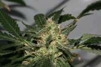 Imagen de AlpineSeeds (Sweet Pink Grapefruit S1)