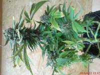 Imagen de JAHJAHChildren (Sweet Pink Grapefruit S1)