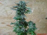 Imagen de JAHJAHChildren (Sweet Pink Grapefruit S1)